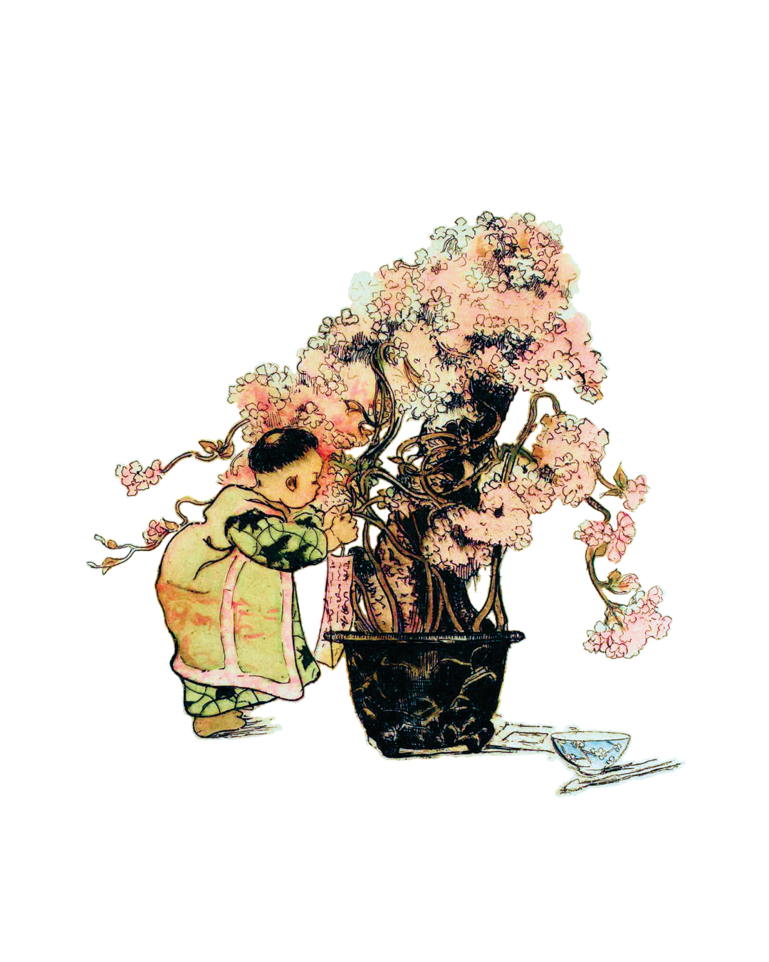 Schloemphie T Bonsai